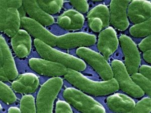 Vi khuẩn mủ xanh